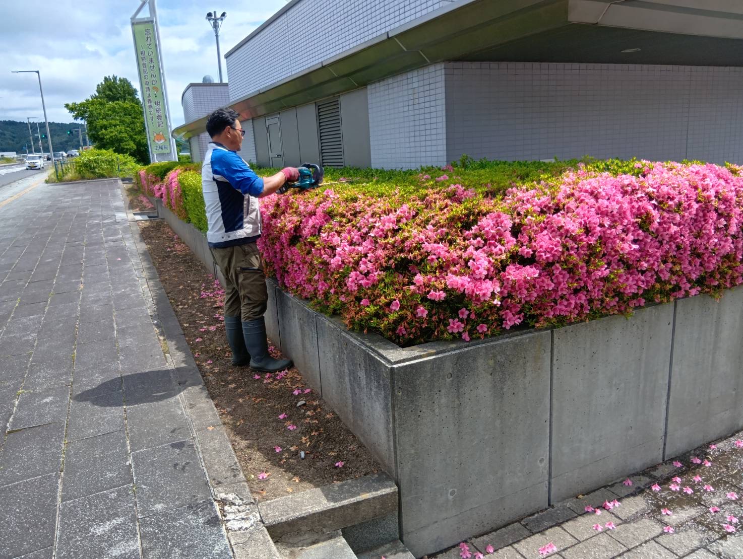 宮古合同庁舎 刈り込み作業